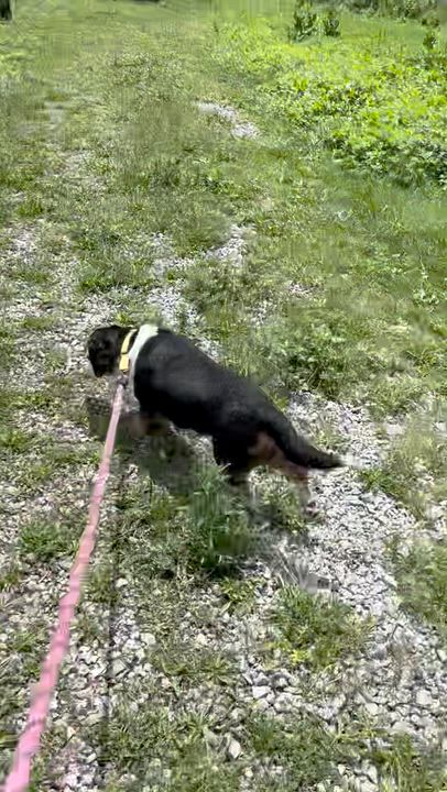Enlarge Jessie, a ADOPTABLE Beagle in West Decatur, PA video 4/4