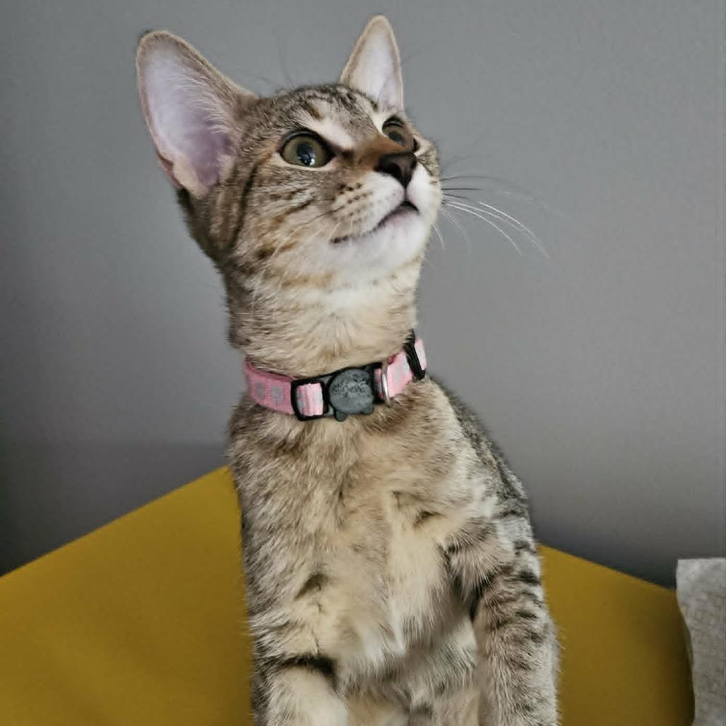 McKay, Adoptable, Kitten Female Domestic Short Hair.