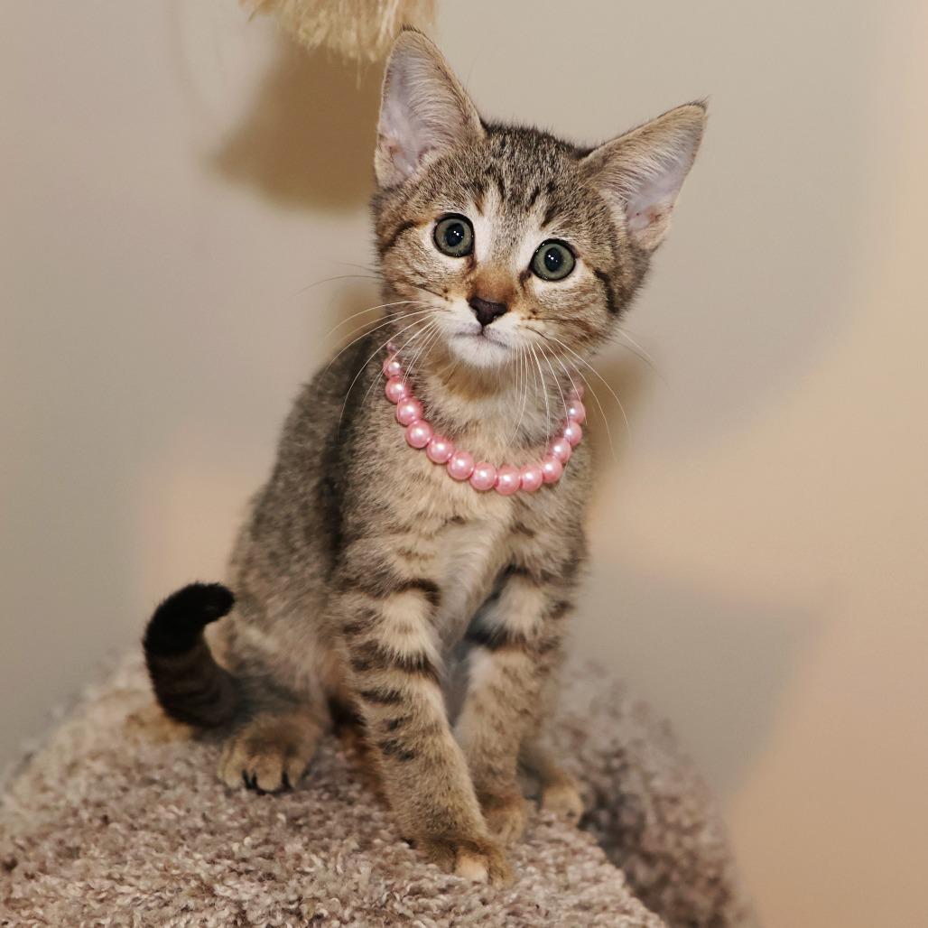 McKay, a Adoptable Domestic Short Hair in FAIRWAY, KS image 1/6
