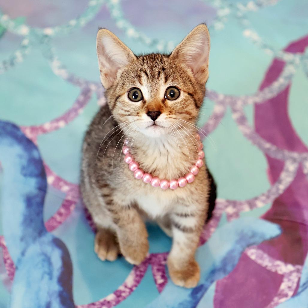 McKay, a Adoptable Domestic Short Hair in FAIRWAY, KS image 2/6
