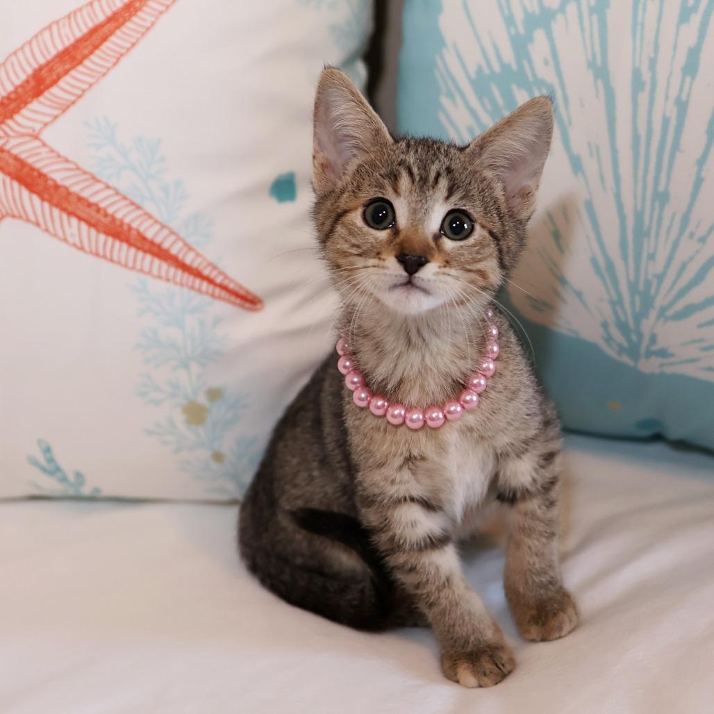McKay, a Adoptable Domestic Short Hair in FAIRWAY, KS image 3/6