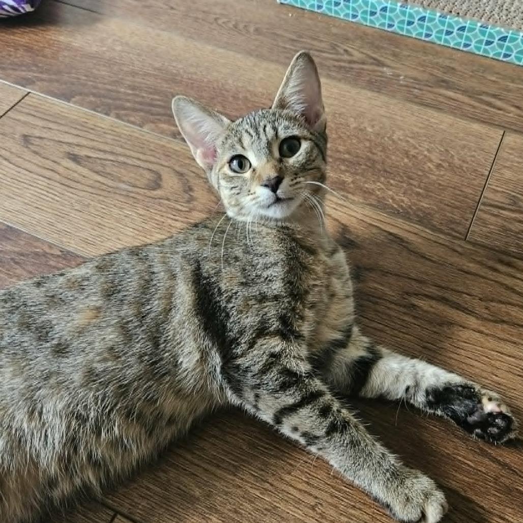 Enlarge McKay, a Adoptable Domestic Short Hair in FAIRWAY, KS image 4/6