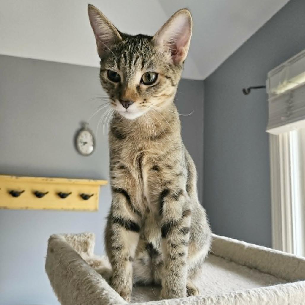 Enlarge McKay, a Adoptable Domestic Short Hair in FAIRWAY, KS image 5/6
