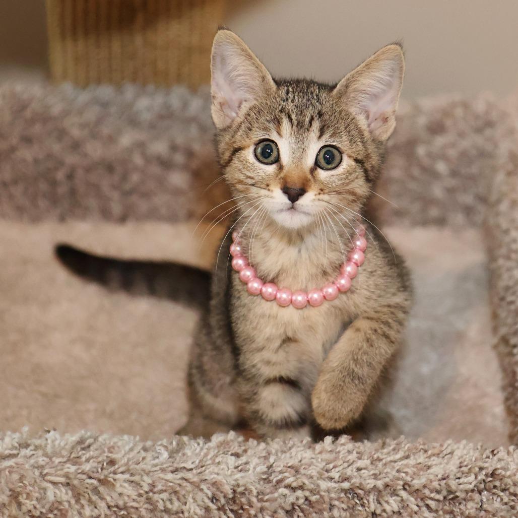 McKay, a Adoptable Domestic Short Hair in FAIRWAY, KS image 4/6