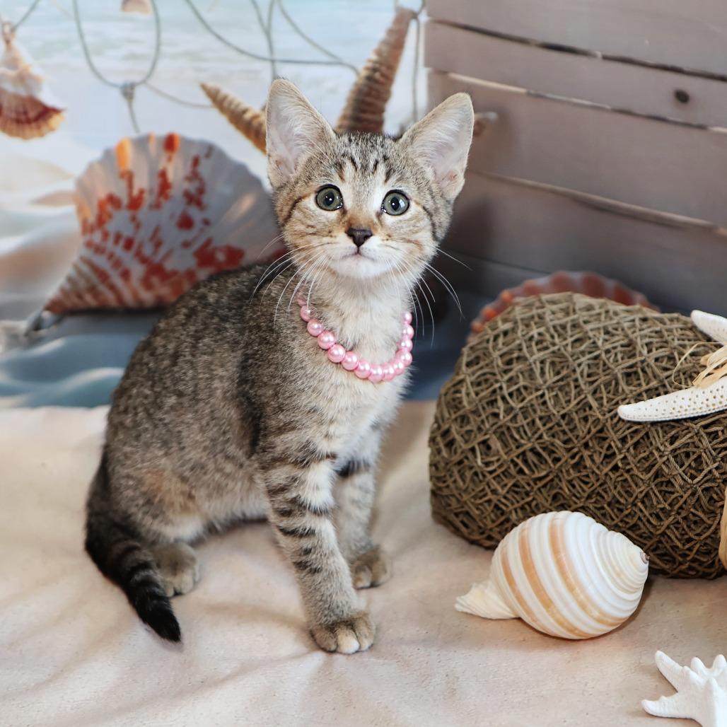 McKay, a Adoptable Domestic Short Hair in FAIRWAY, KS image 5/6