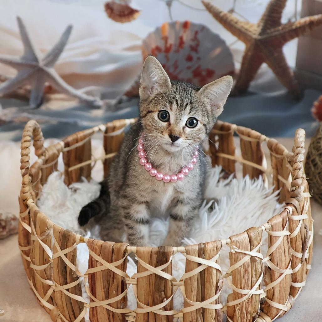 McKay, a Adoptable Domestic Short Hair in FAIRWAY, KS image 6/6