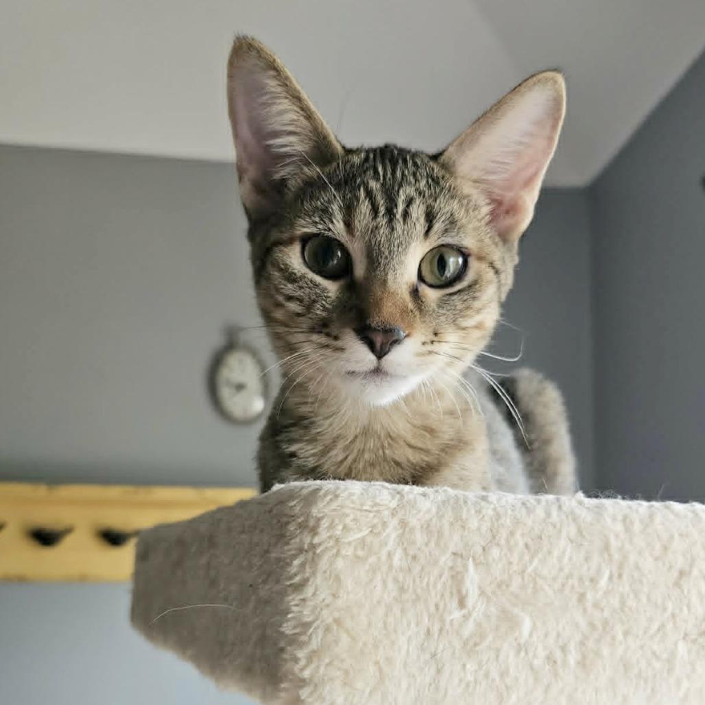 Enlarge McKay, a Adoptable Domestic Short Hair in FAIRWAY, KS image 6/6