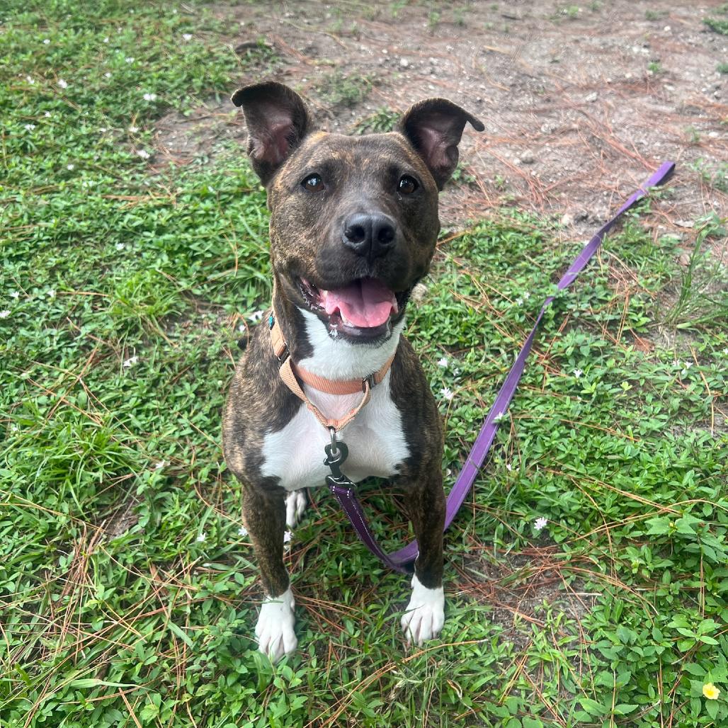 Enlarge Sierra, a Adoptable Mixed Breed in Naples, FL image 1/5