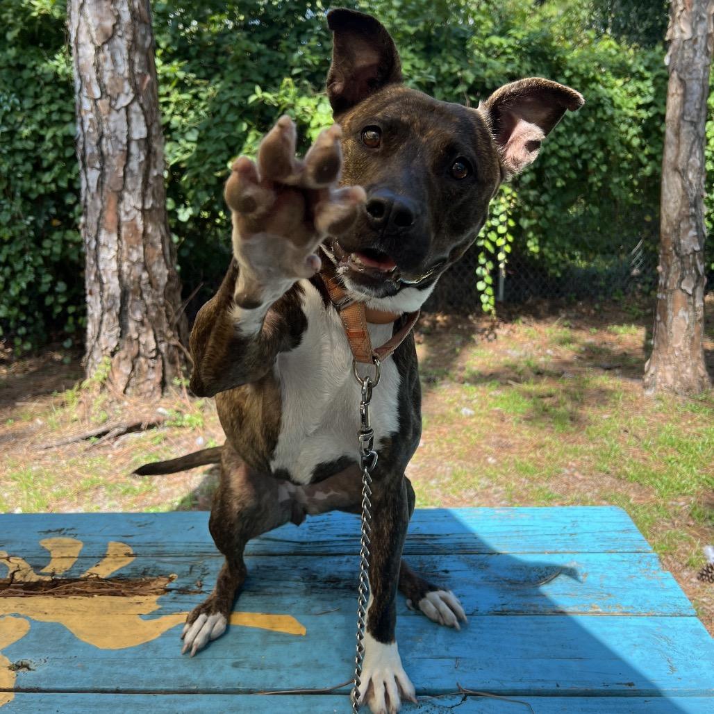 Enlarge Sierra, a Adoptable Mixed Breed in Naples, FL image 2/5