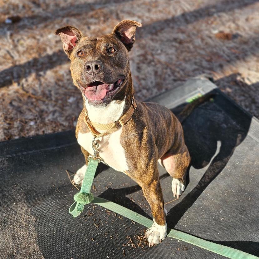 Enlarge Sierra, a Adoptable Mixed Breed in Naples, FL image 3/5