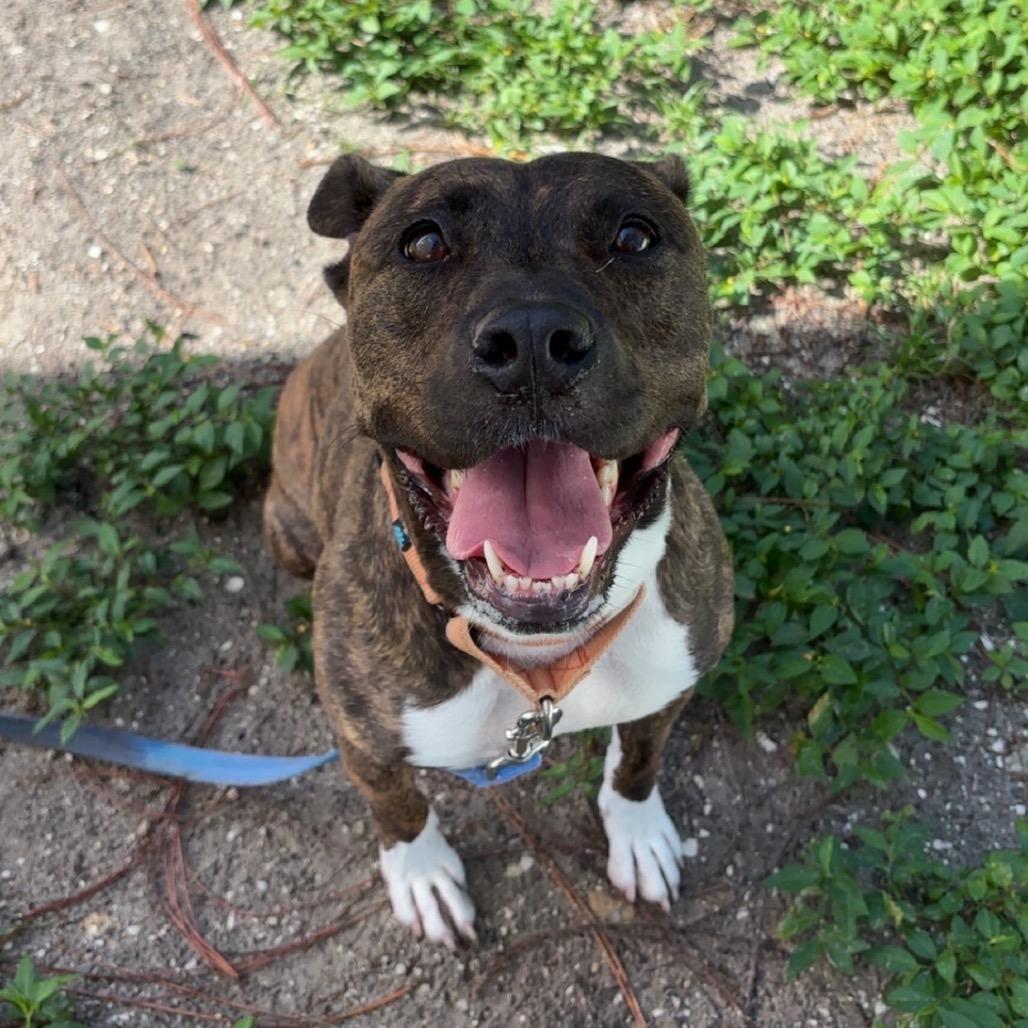 Enlarge Sierra, a Adoptable Mixed Breed in Naples, FL image 4/5