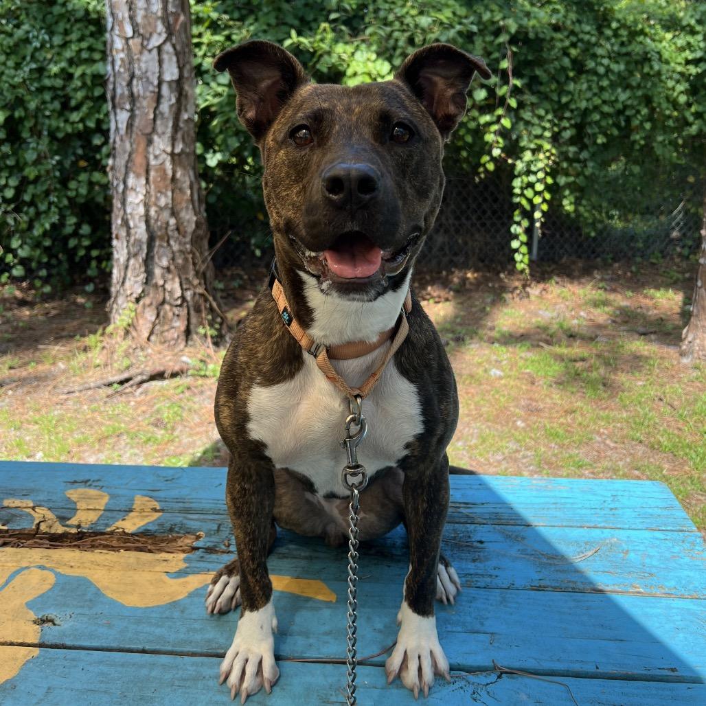 Enlarge Sierra, a Adoptable Mixed Breed in Naples, FL image 5/5