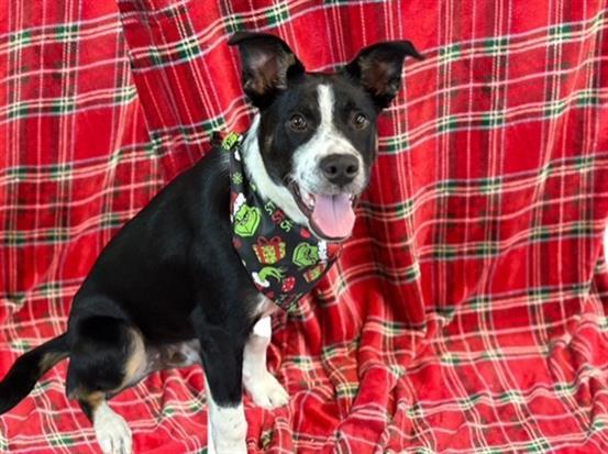 PORTER, Adoptable, Young Male Australian Cattle Dog / Blue Heeler & Mixed Breed.