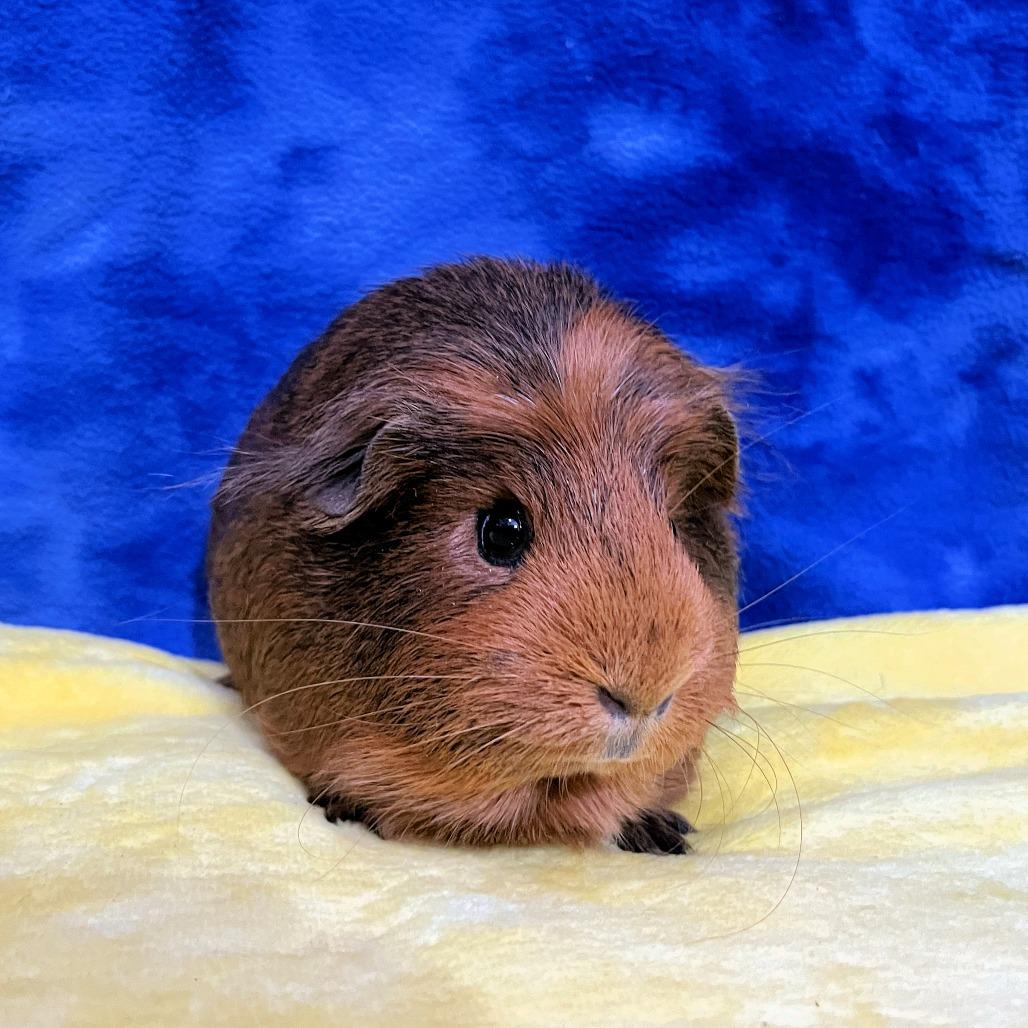 Enlarge Pumpkin (bonded with Muffin), a Adoptable mixed breed in Decatur, GA image 1/2