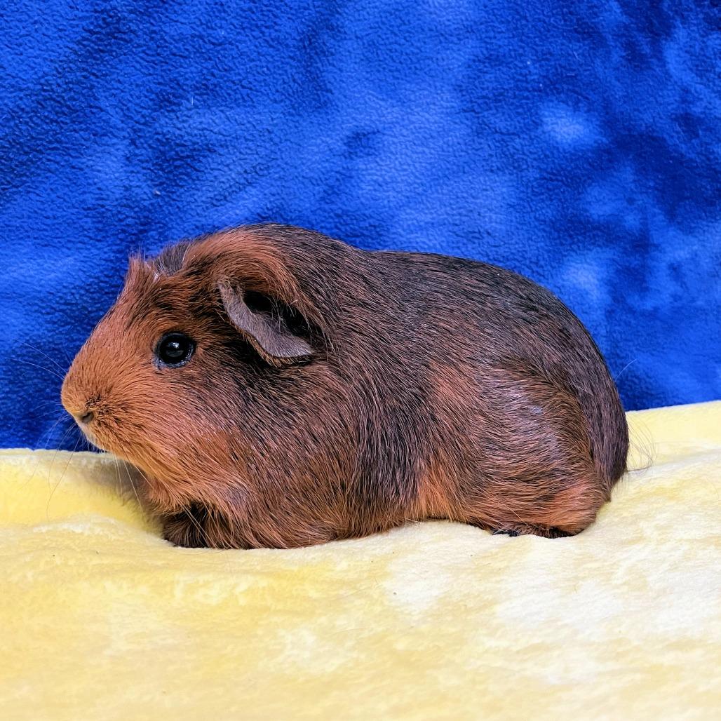 Enlarge Pumpkin (bonded with Muffin), a Adoptable mixed breed in Decatur, GA image 2/2
