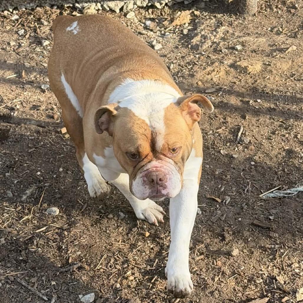 Dixie, Adoptable, Adult Female English Bulldog.