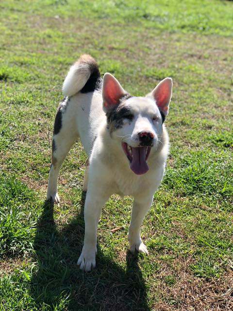 Spanky, an adoptable Catahoula Leopard Dog Mix in Granbury, TX_image-1
