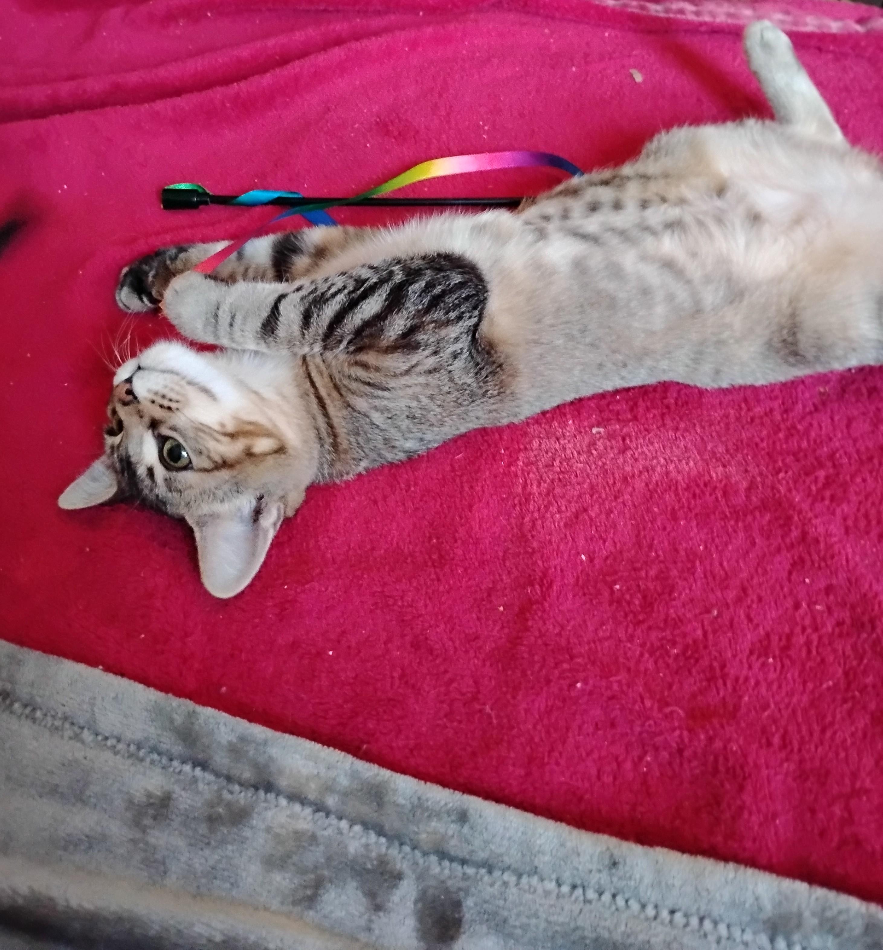 Enlarge Eden, a Adoptable Domestic Short Hair in Woodland, CA image 4/4