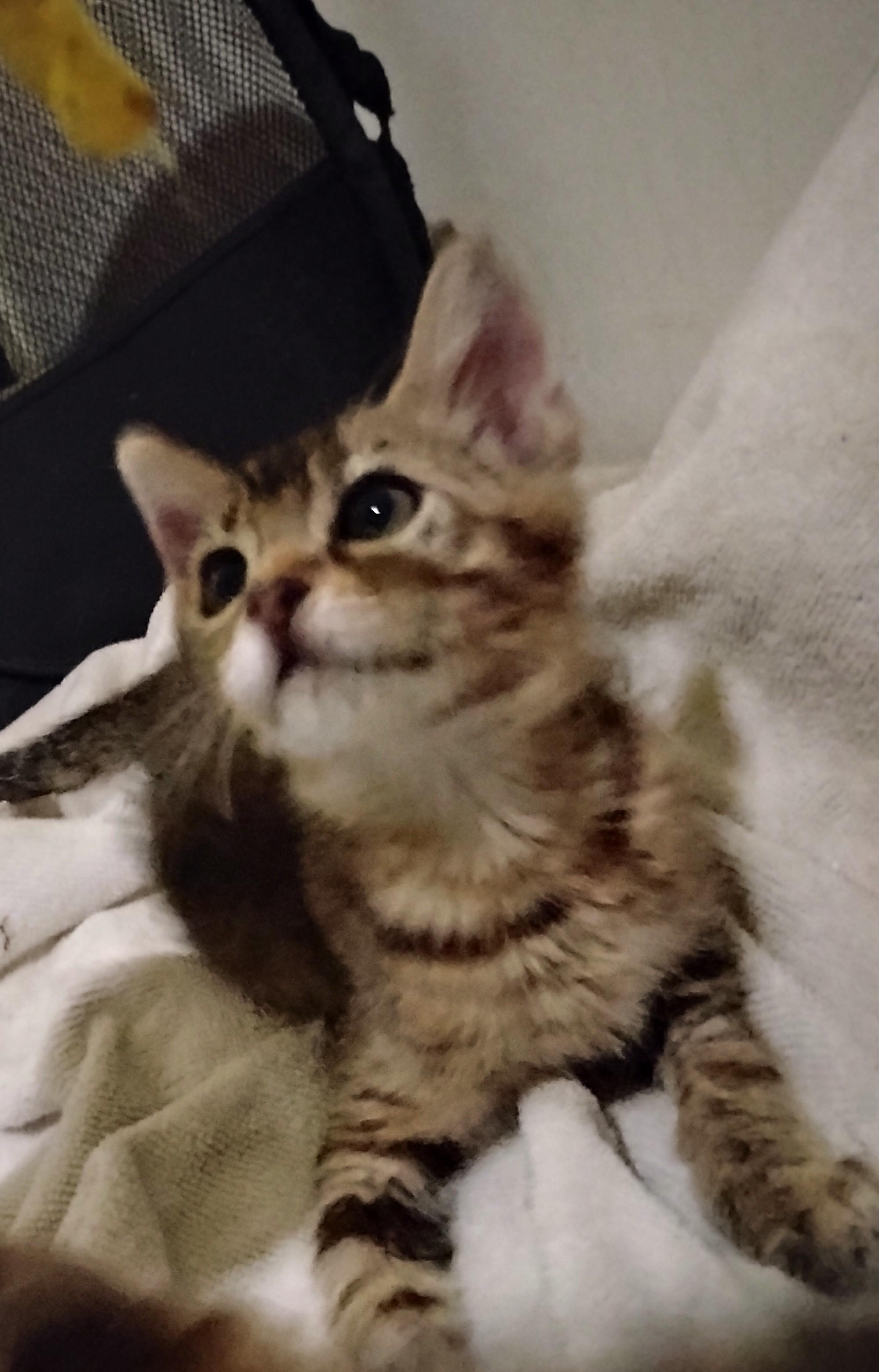 Enlarge Eden, a Adoptable Domestic Short Hair in Woodland, CA image 2/5
