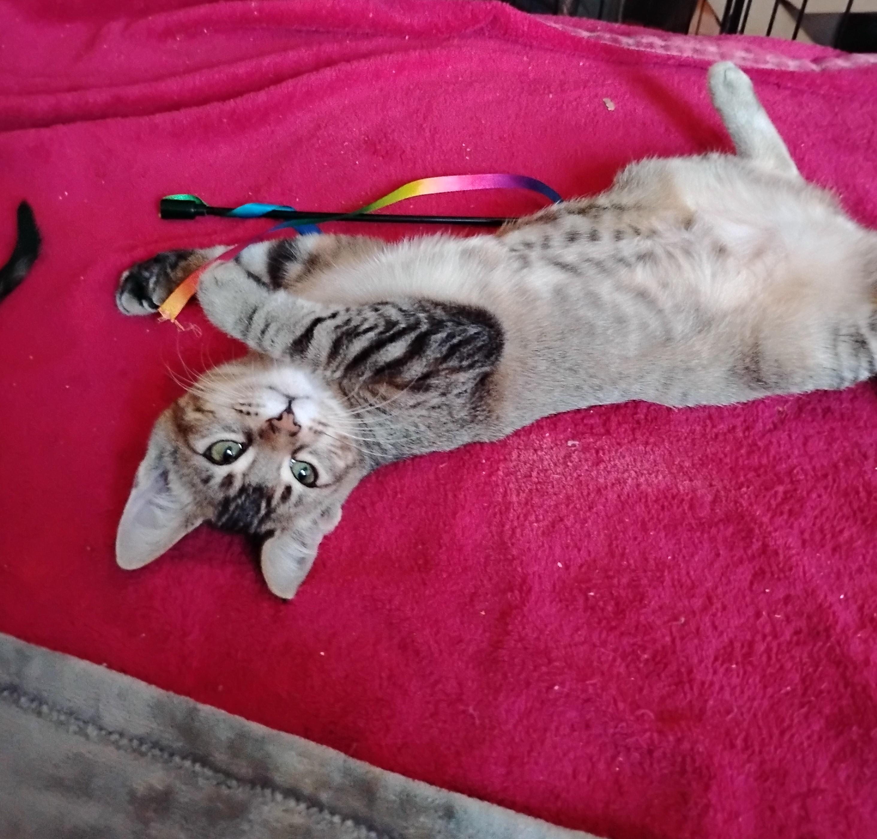 Enlarge Eden, a Adoptable Domestic Short Hair in Woodland, CA image 1/4
