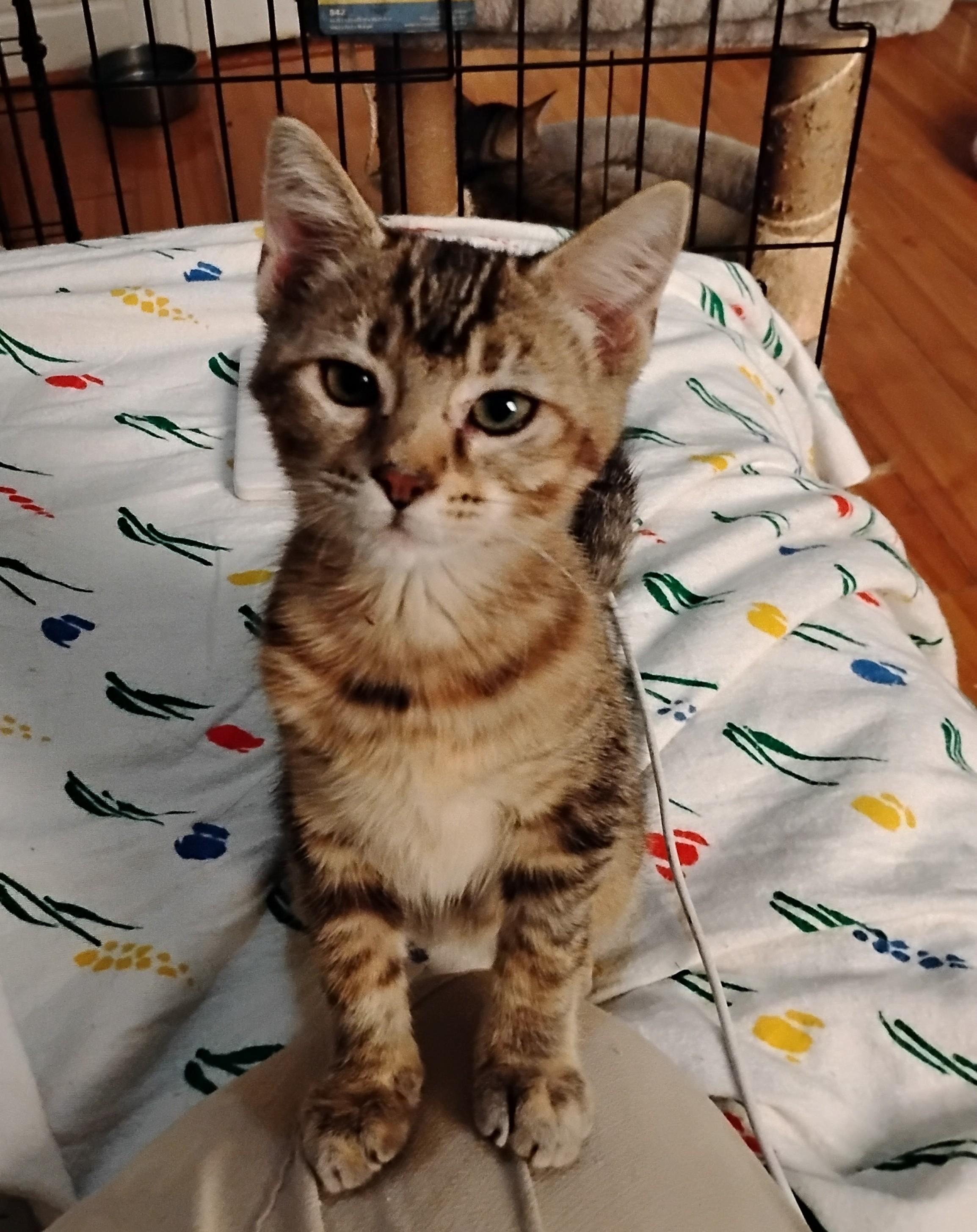 Eden, Adoptable, Kitten Female Domestic Short Hair.