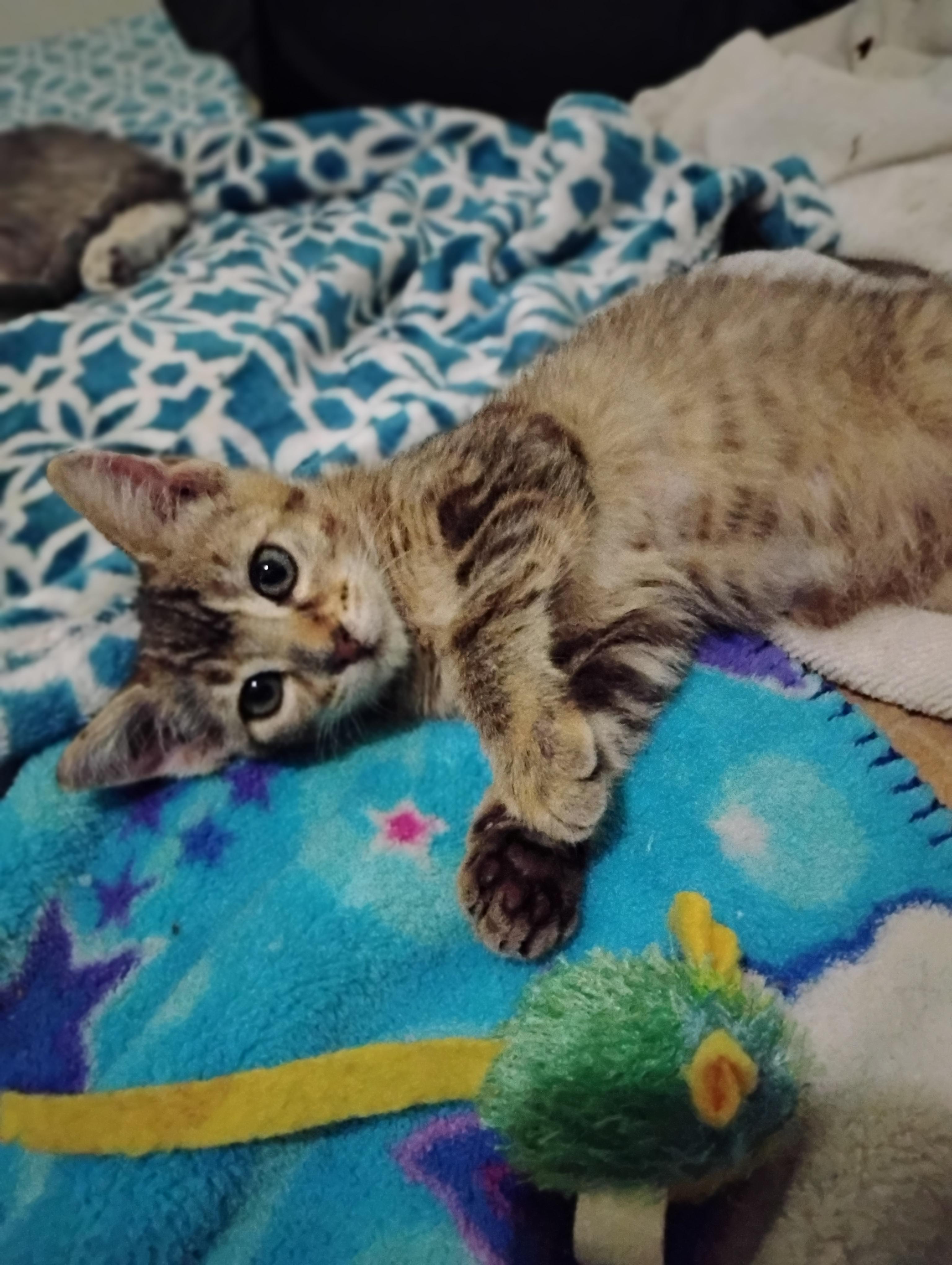 Enlarge Eden, a Adoptable Domestic Short Hair in Woodland, CA image 4/5