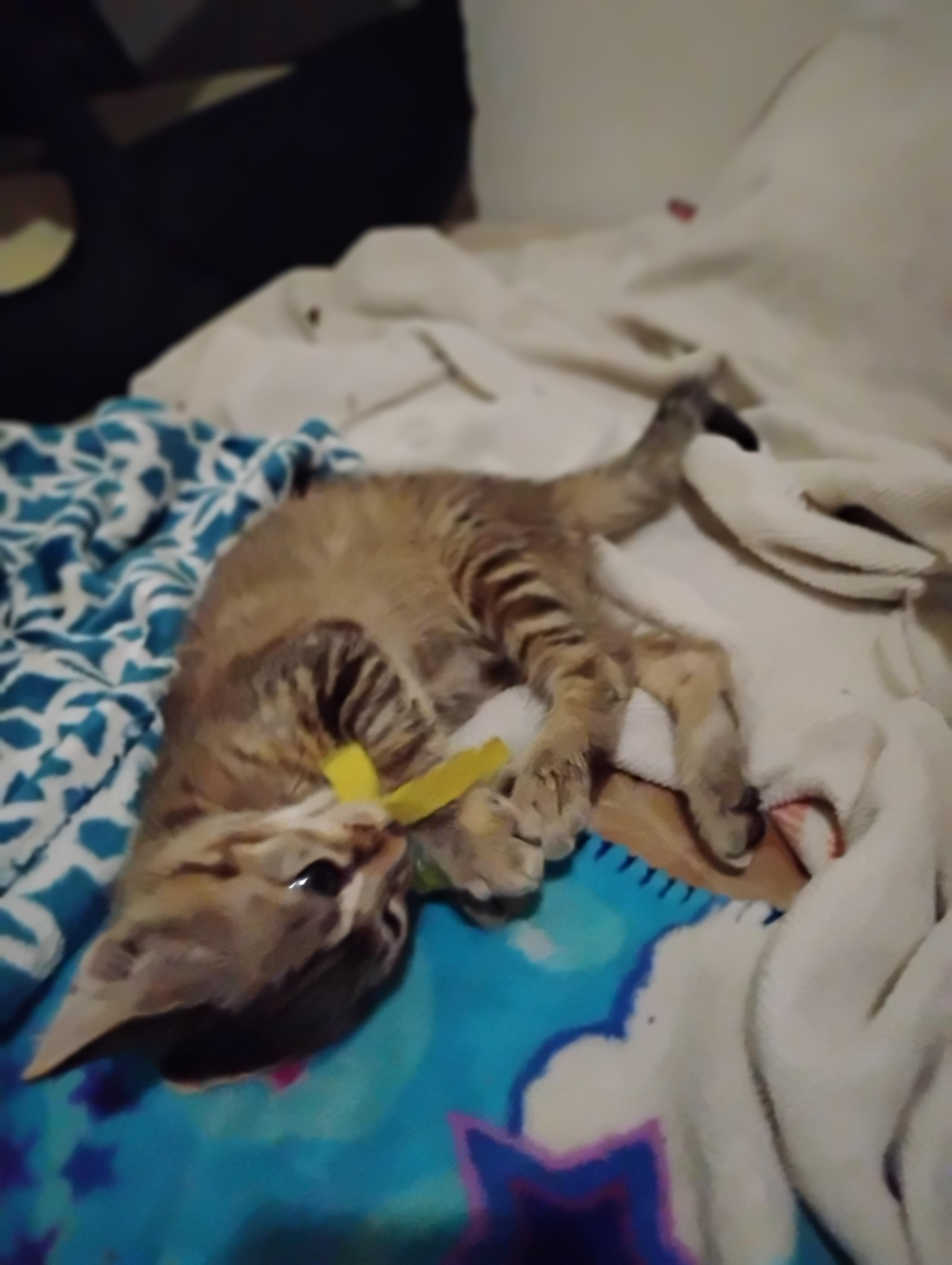 Enlarge Eden, a Adoptable Domestic Short Hair in Woodland, CA image 3/5