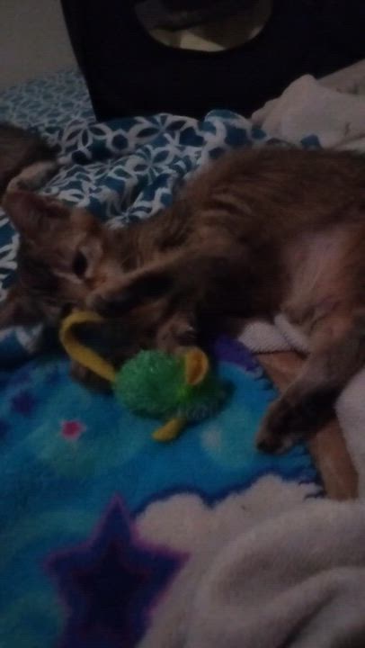 Enlarge Eden, a Adoptable Domestic Short Hair in Woodland, CA video 5/5