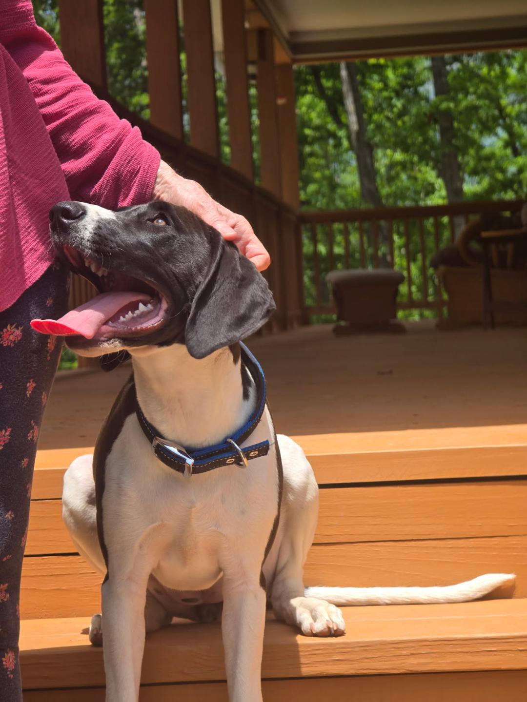Sally, Adoptable, Young Female German Shorthaired Pointer.