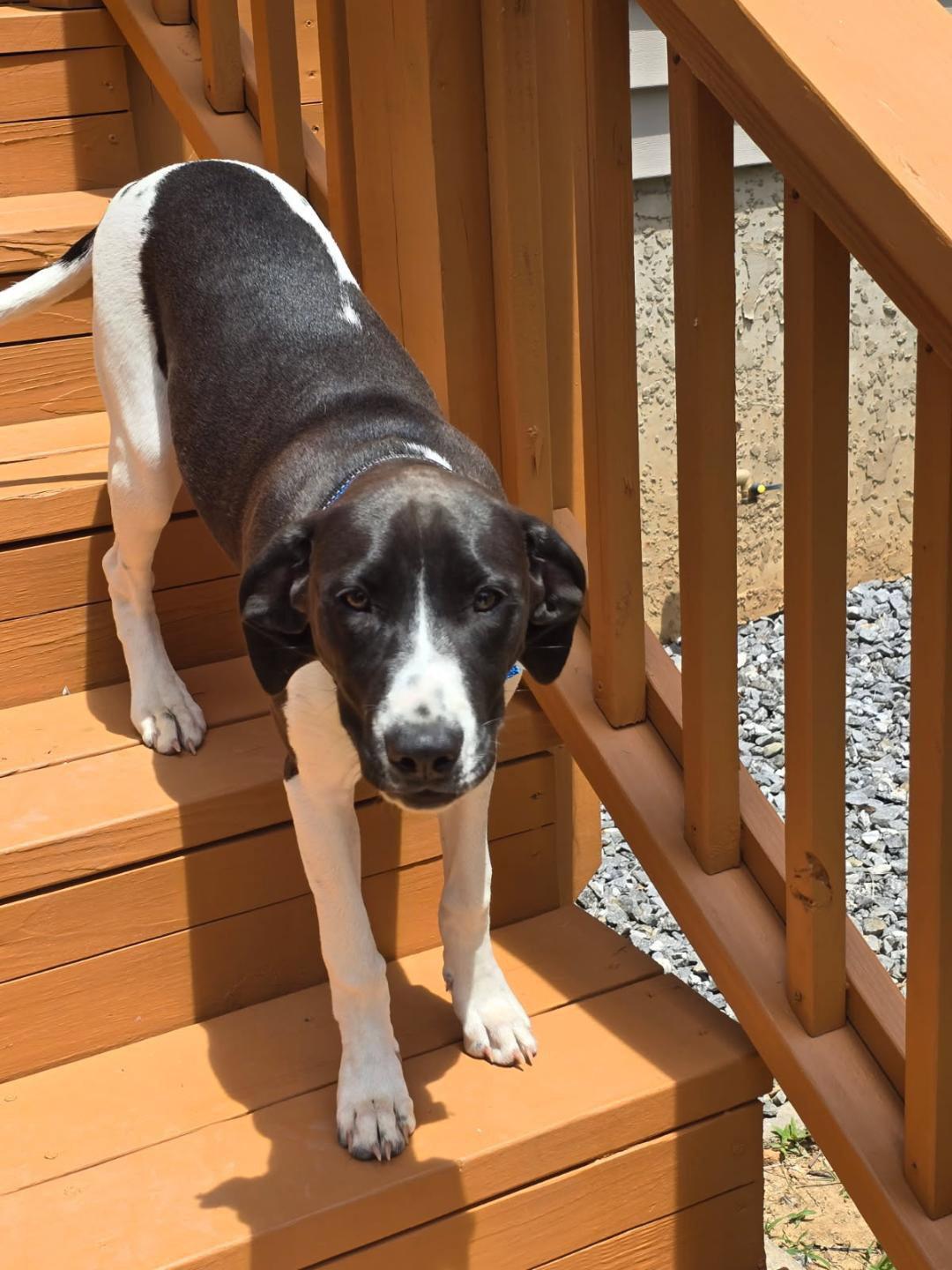 Sally, a Adoptable German Shorthaired Pointer in Blairsville, GA image 2/2