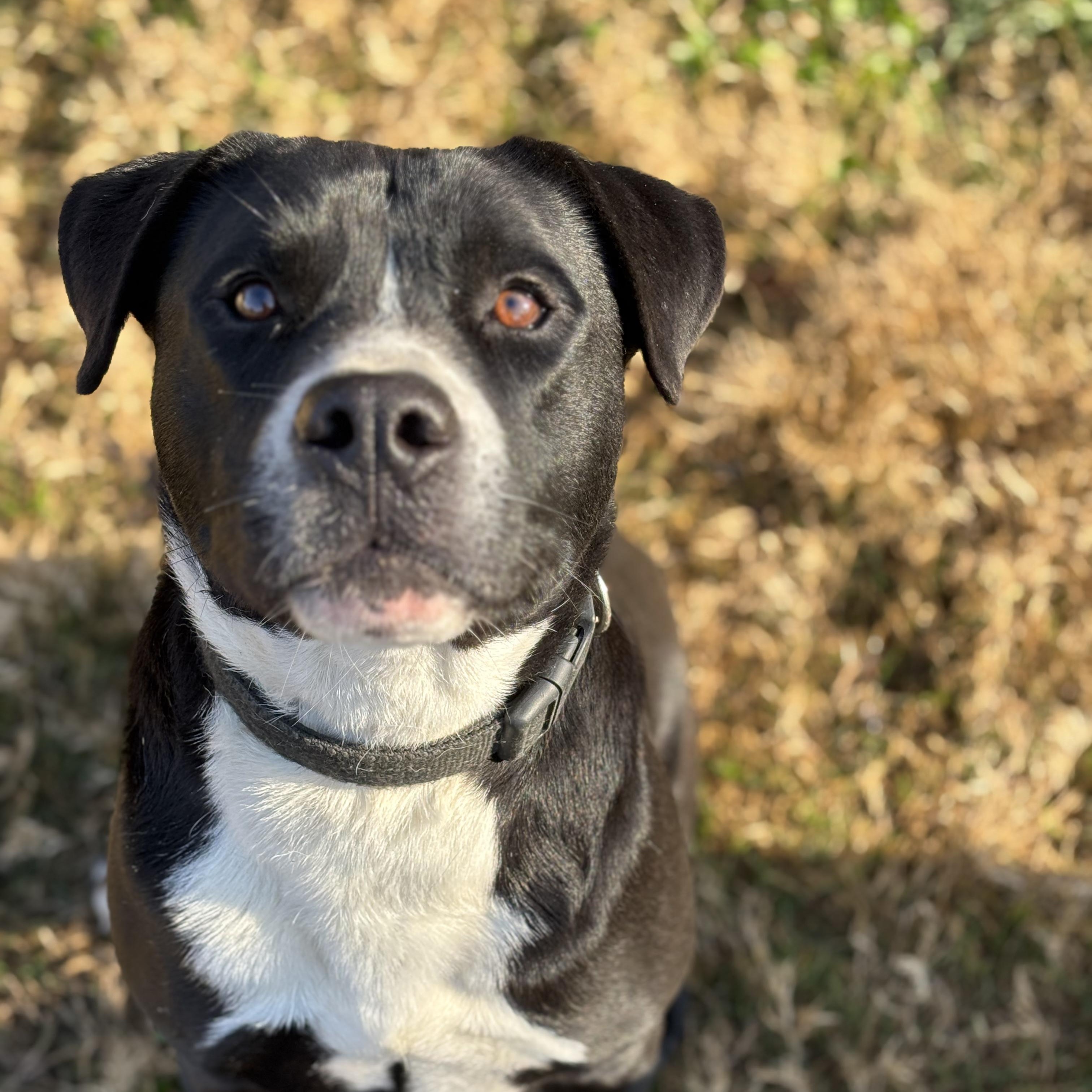 Beary — thumbnail 2