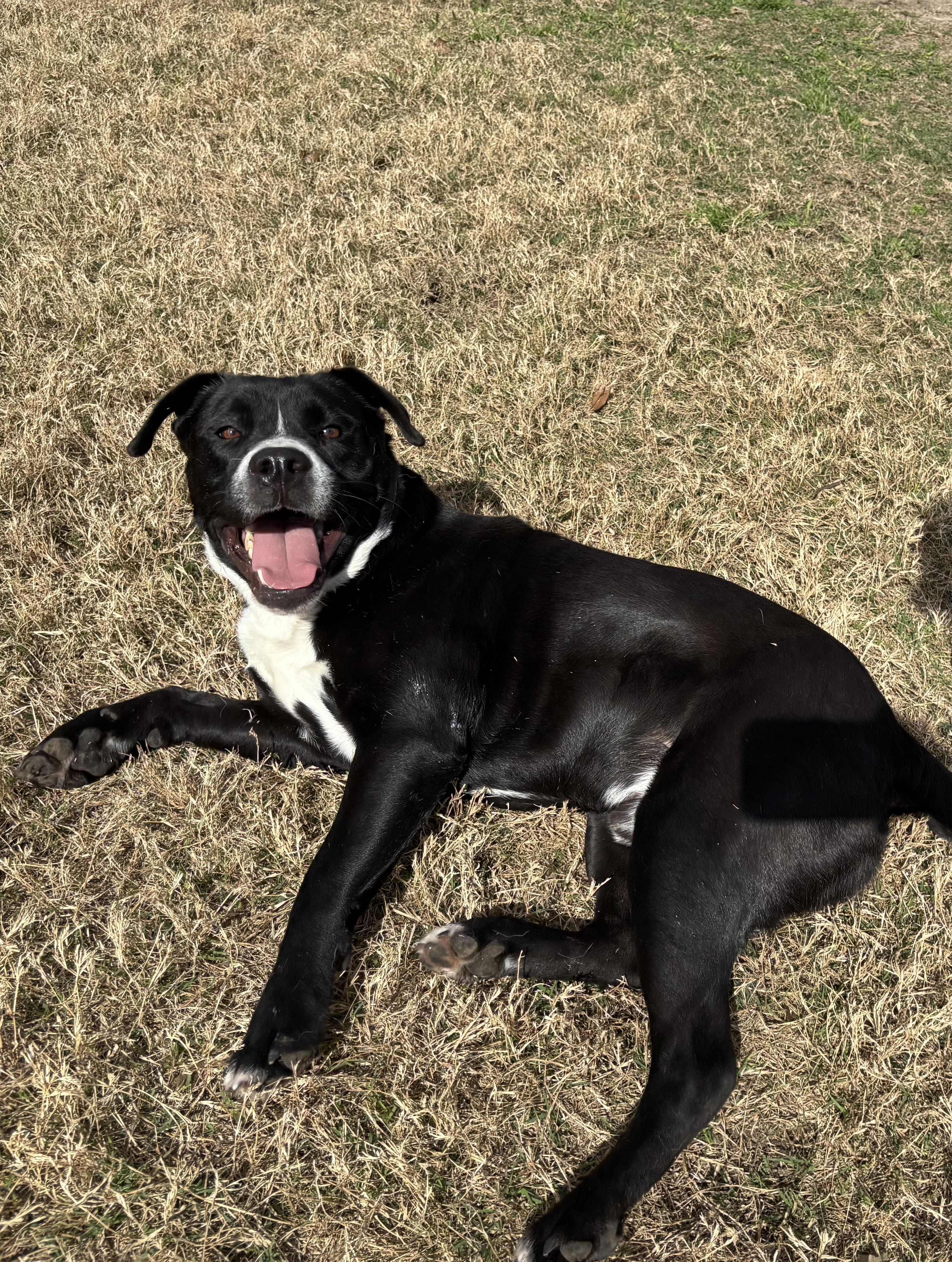 Beary — thumbnail 3