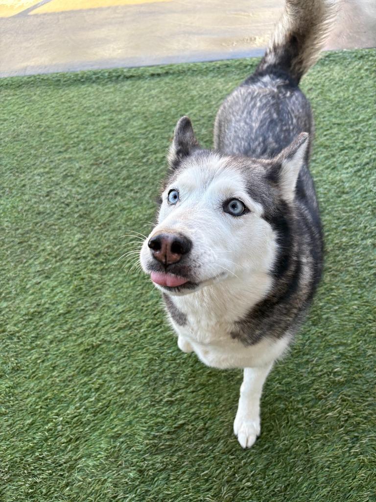 Griselda, a Adoptable Husky in Newman, CA image 2/6