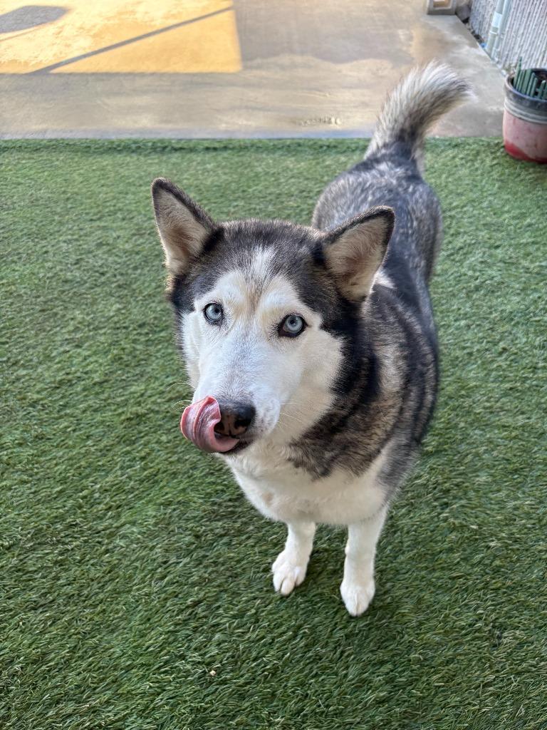 Griselda, a Adoptable Husky in Newman, CA image 3/6
