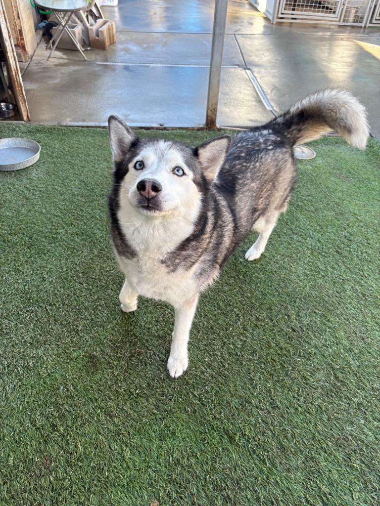 Griselda, a Adoptable Husky in Newman, CA image 4/6
