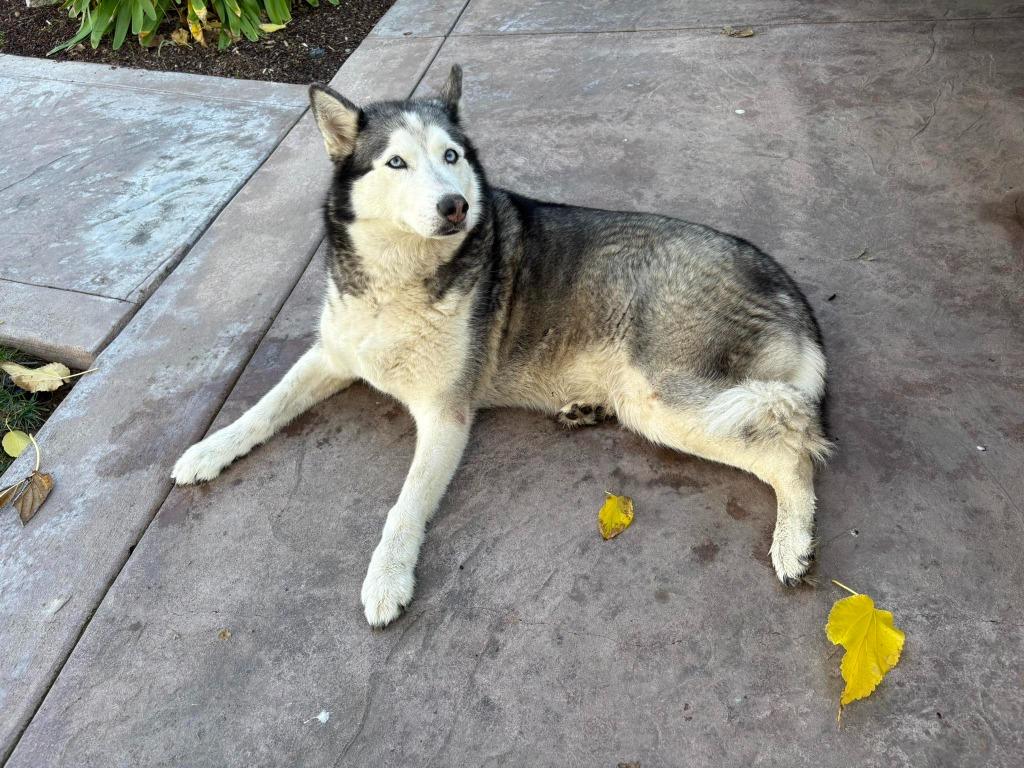 Griselda, Adoptable, Adult Female Husky.