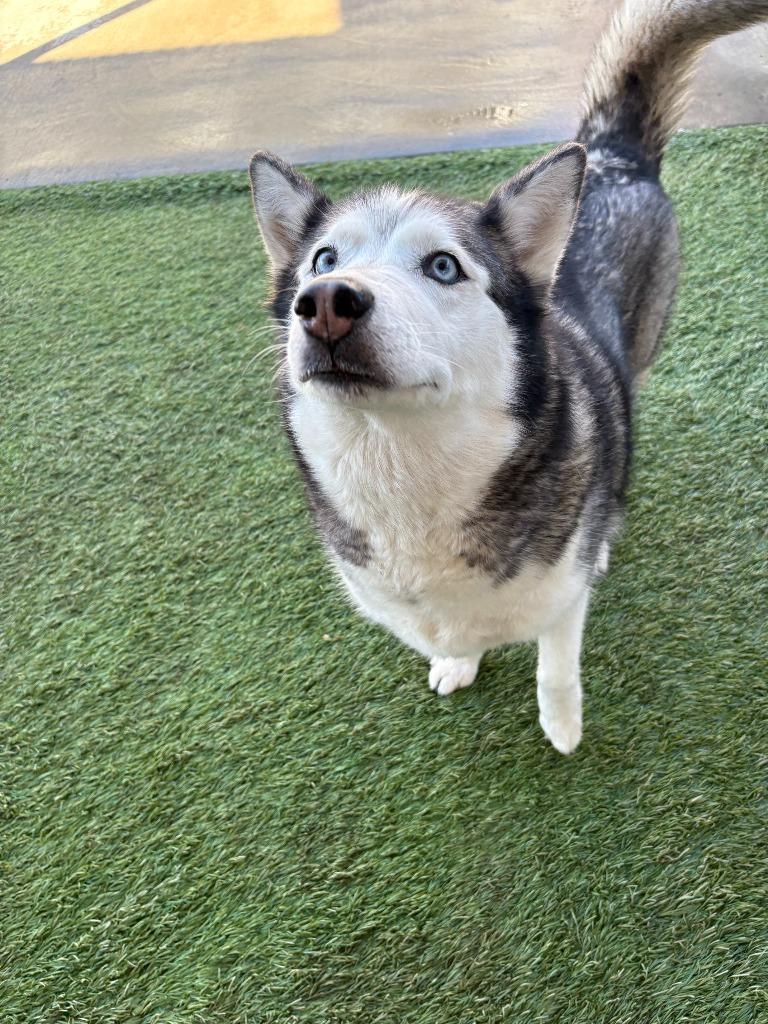 Griselda, a Adoptable Husky in Newman, CA image 5/6