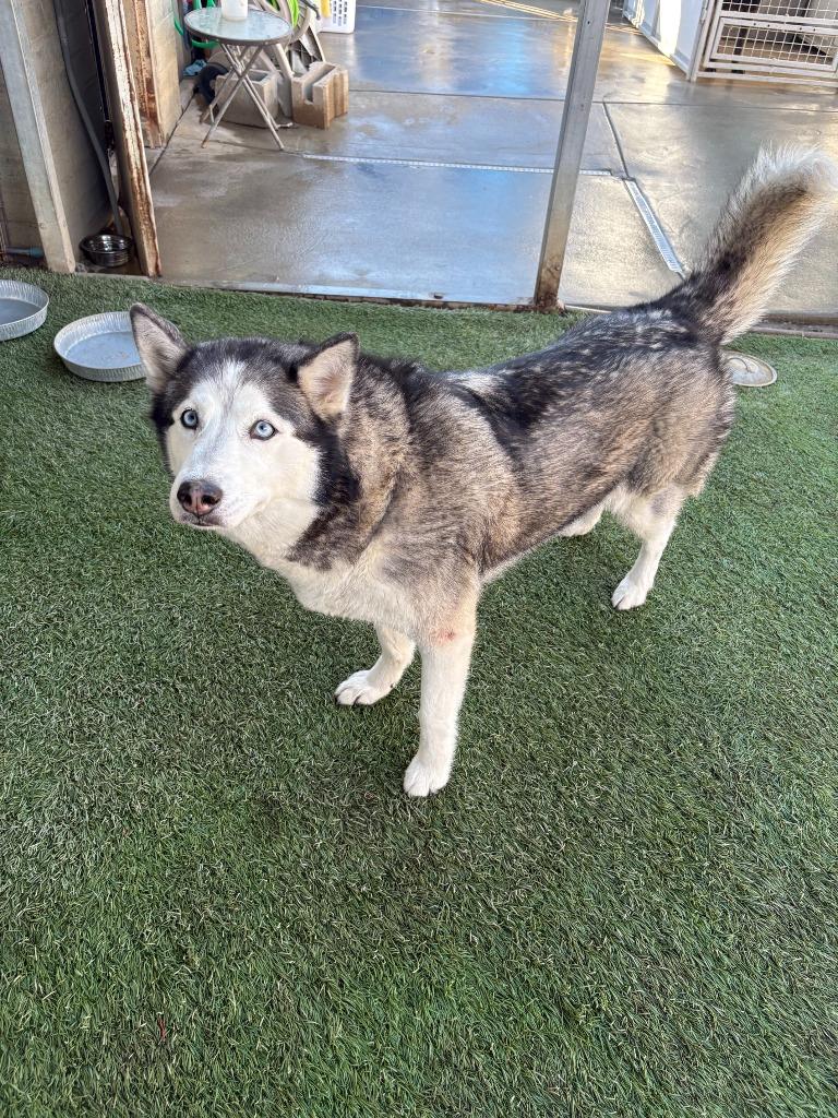 Griselda, a Adoptable Husky in Newman, CA image 6/6