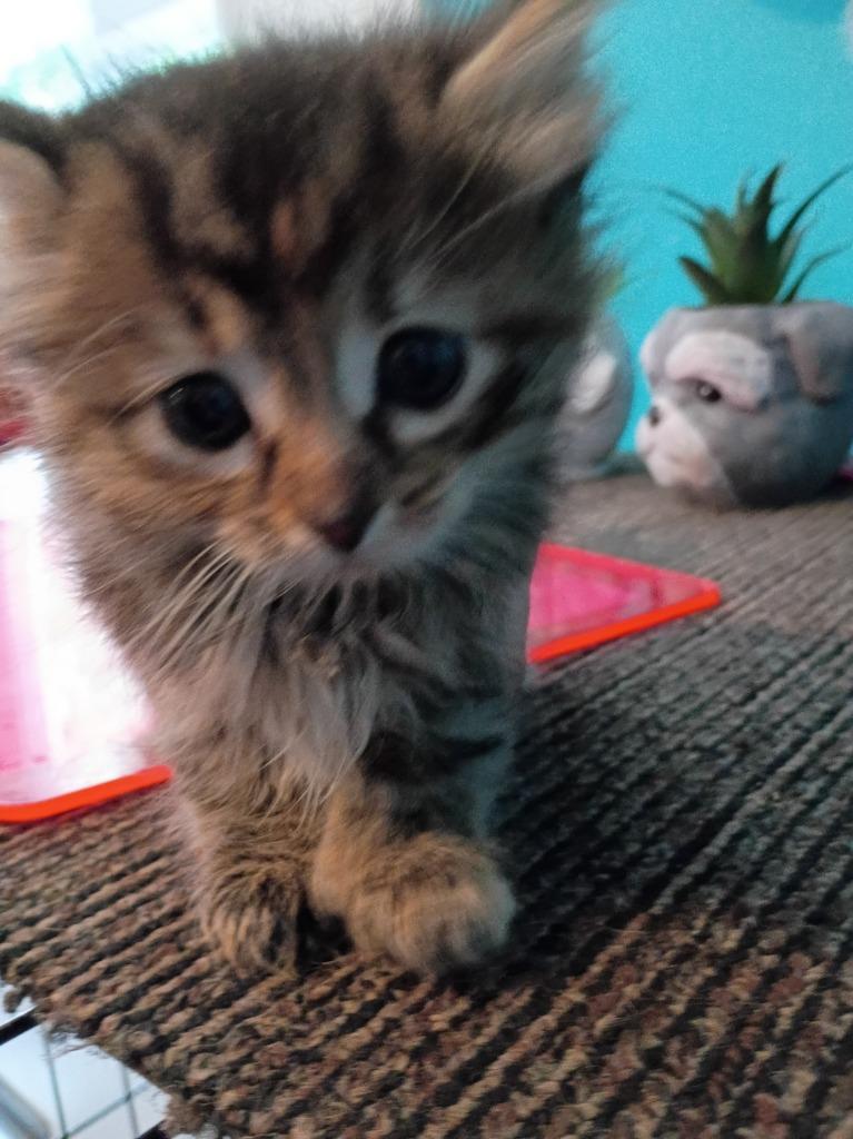 Charlie (Pink), Adoptable, Kitten Female Domestic Medium Hair.