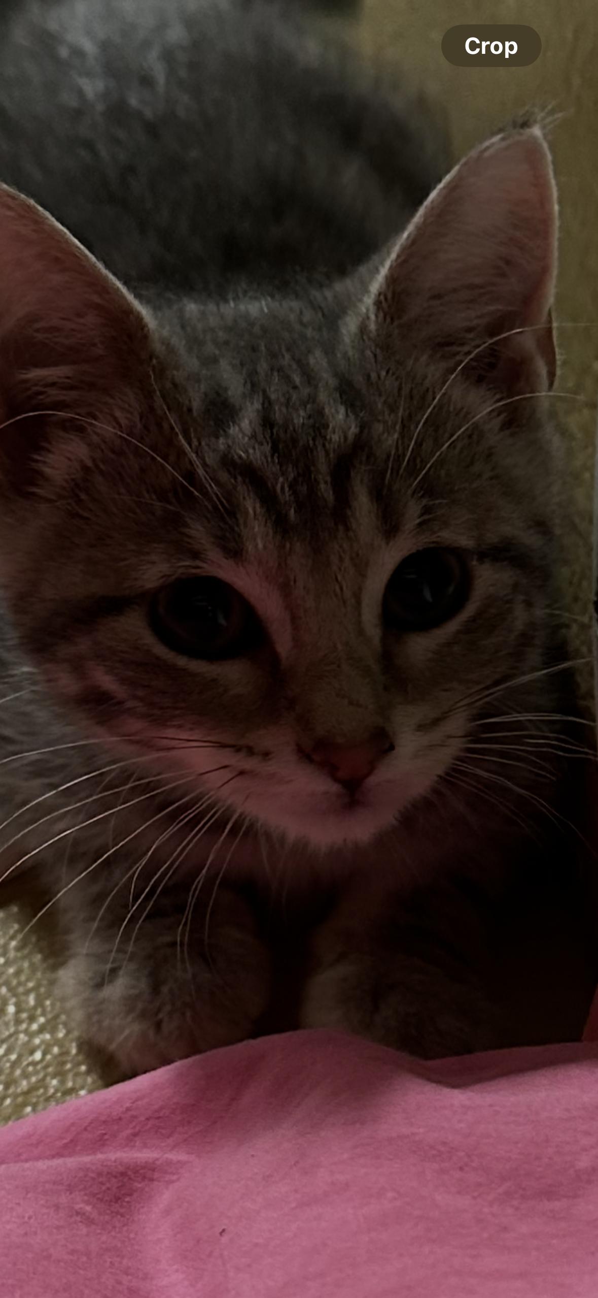 Harley photo 3
