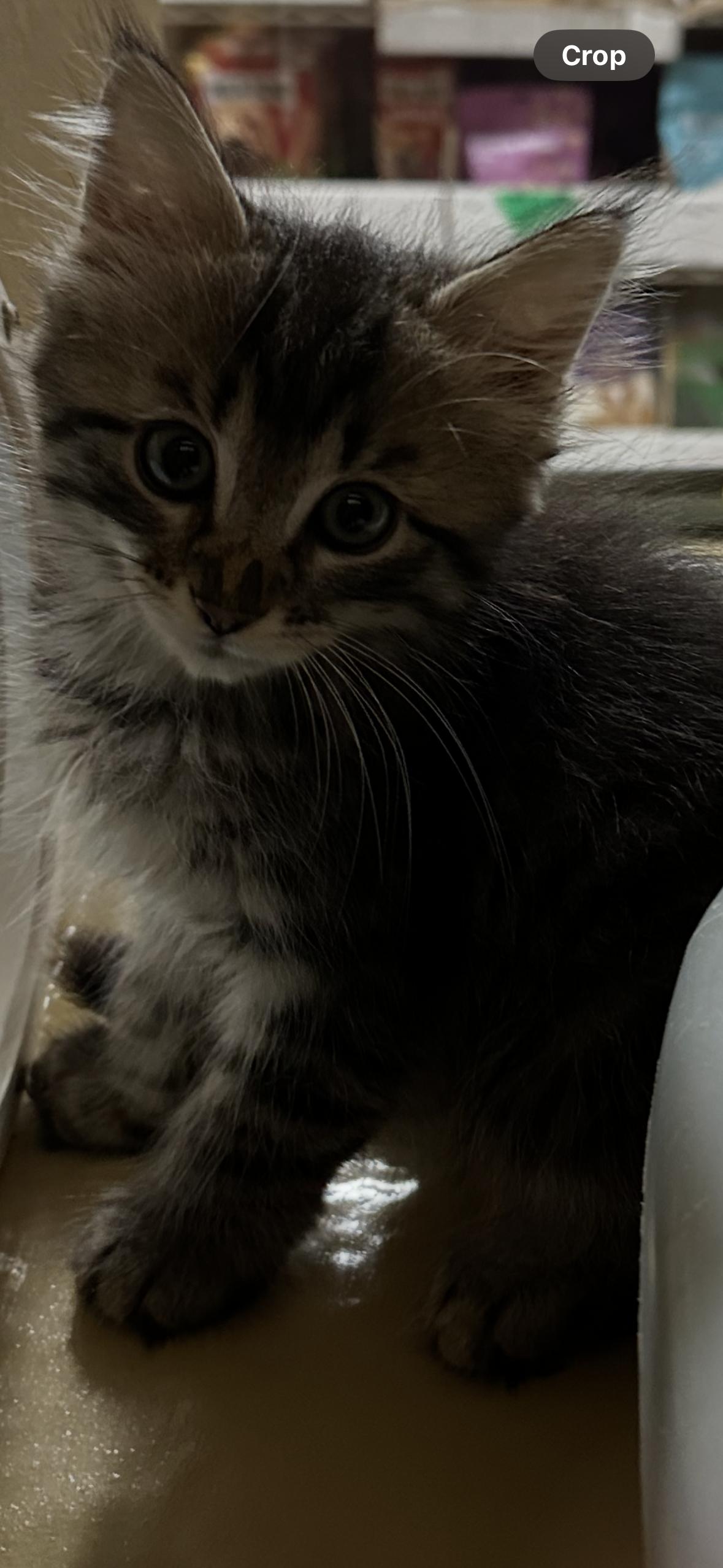 Harley