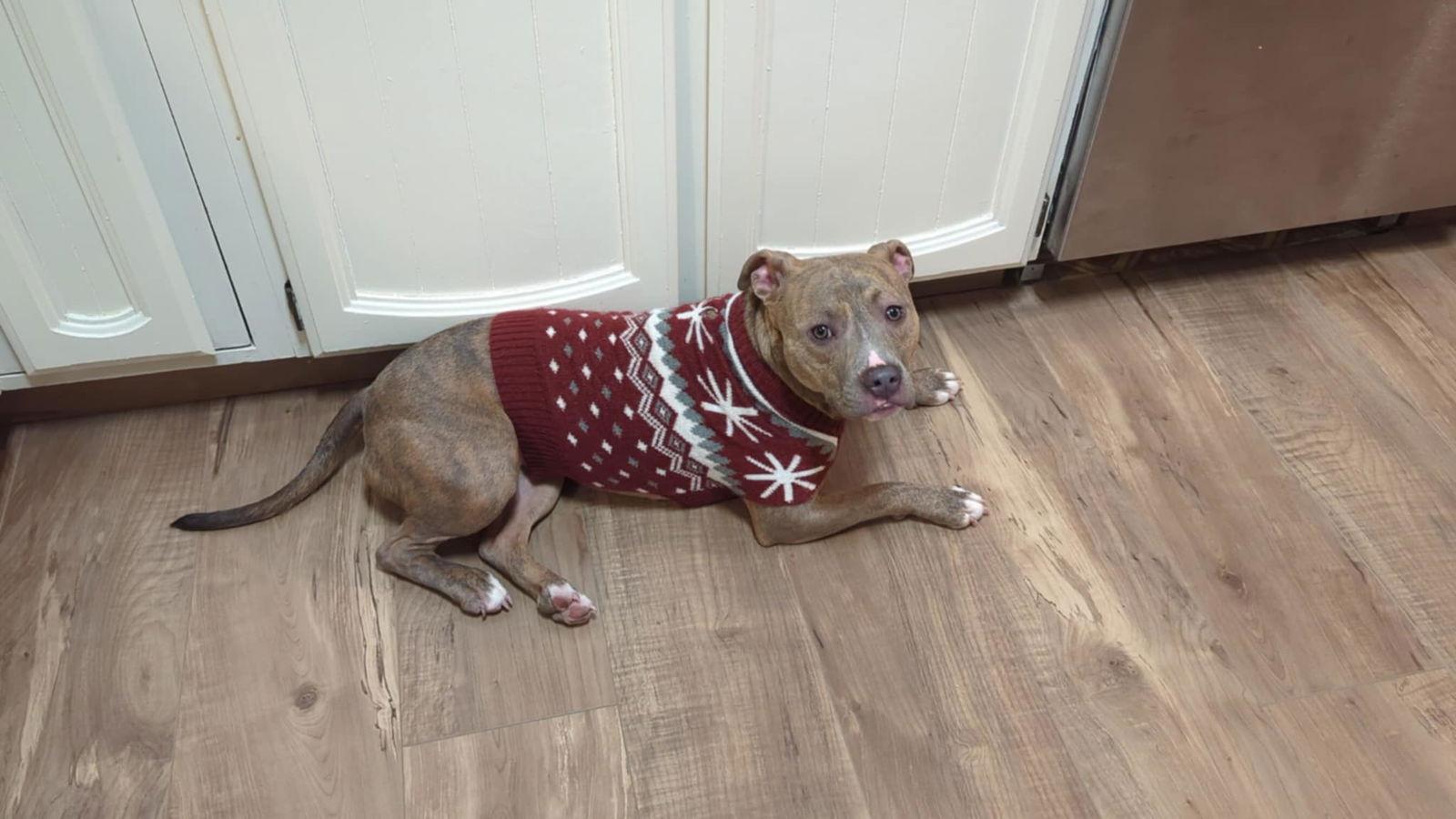 Agnes, Adoptable, Young Female Terrier.