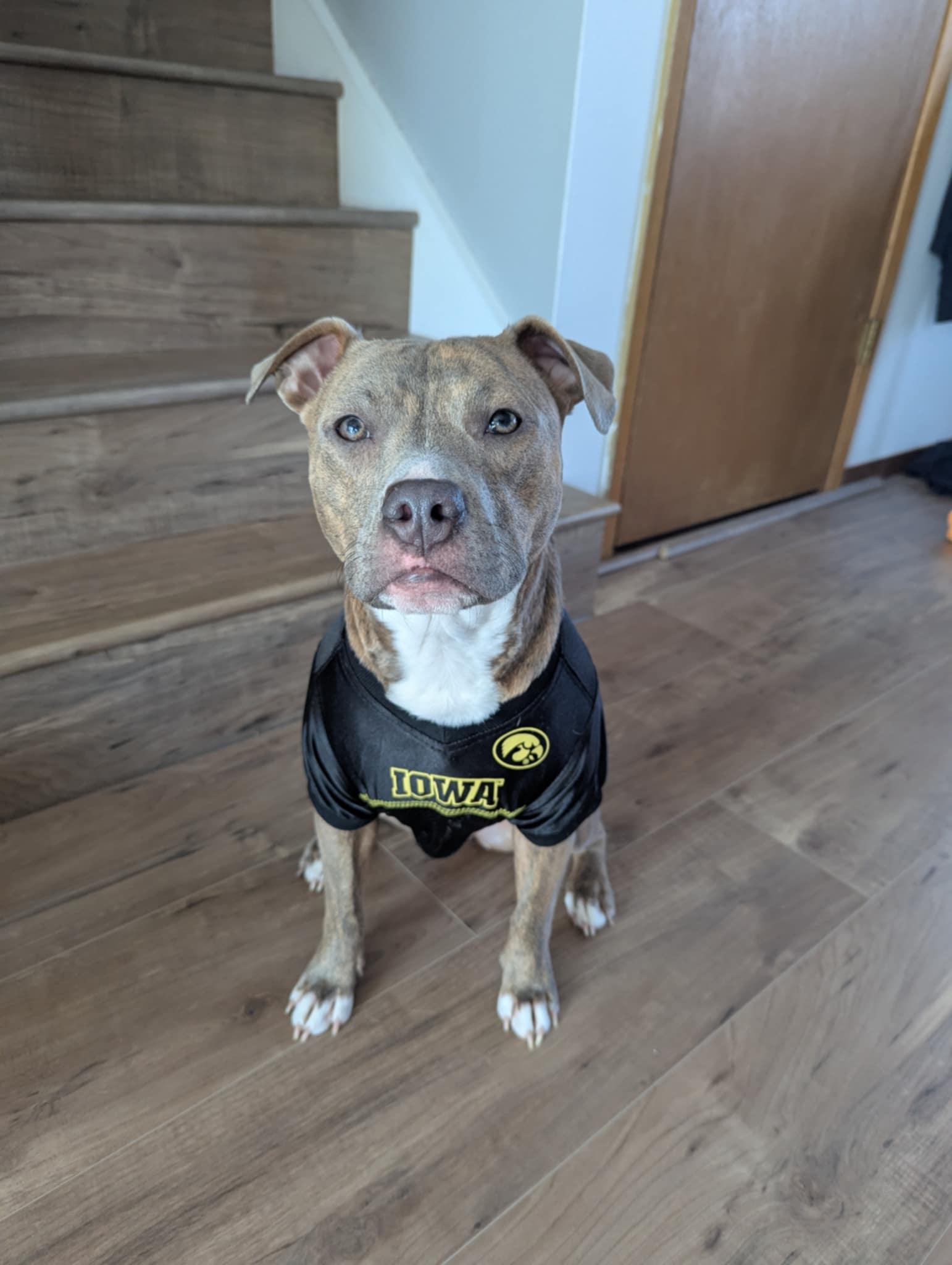 Agnes, a Adoptable Terrier in Waterloo, IA image 2/3