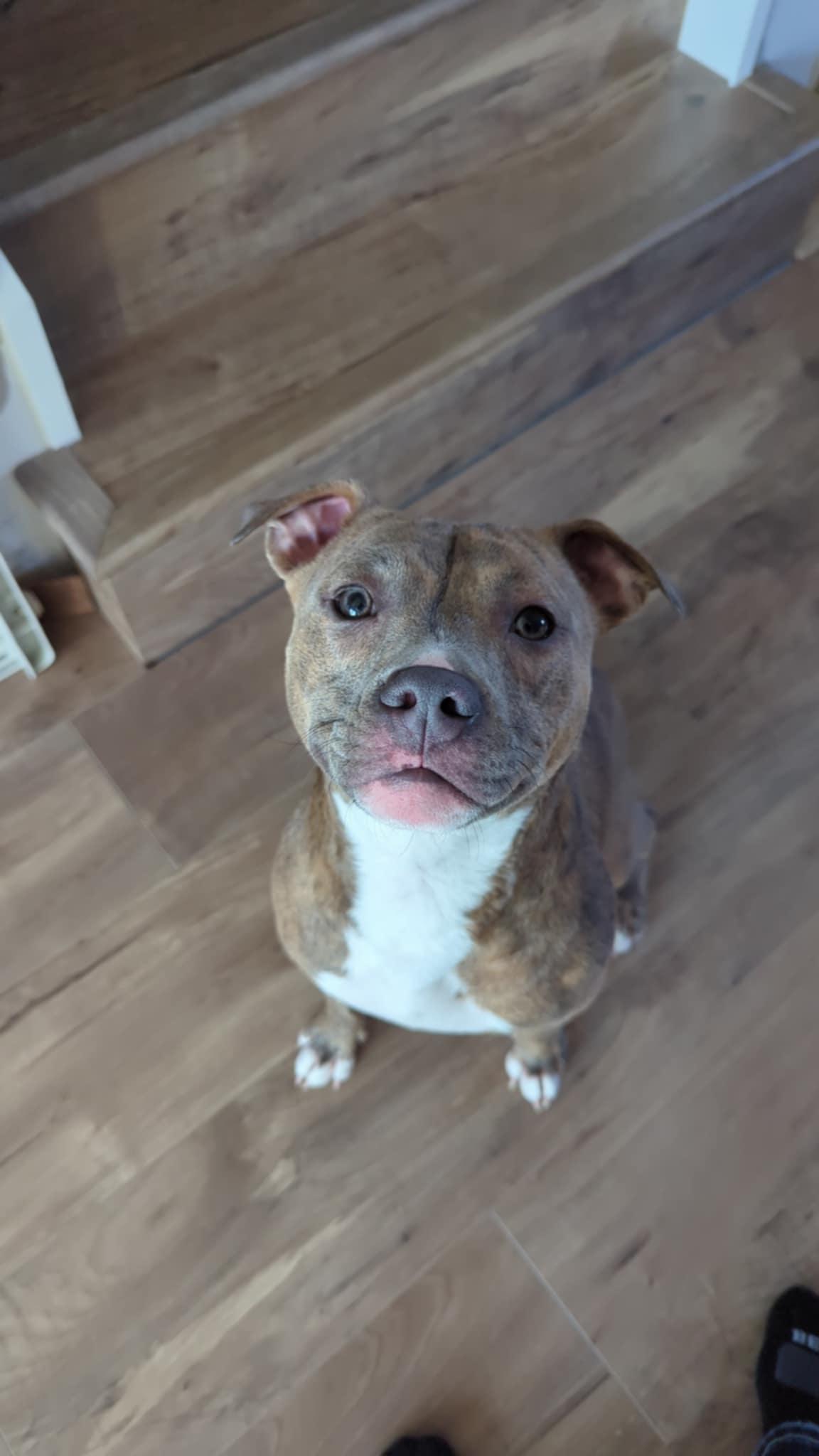 Agnes, a Adoptable Terrier in Waterloo, IA image 3/3