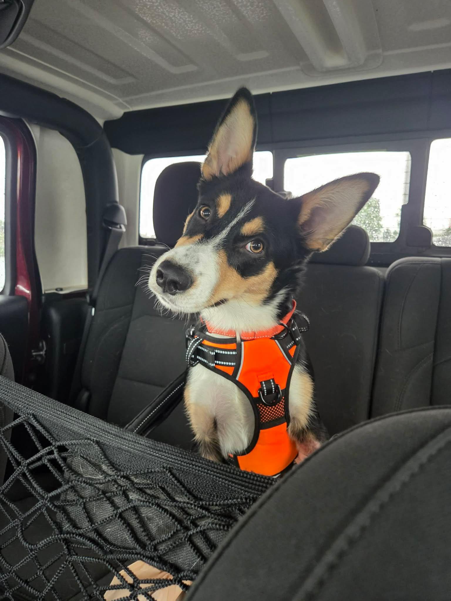 Lt. Dan, a ADOPTABLE mixed breed in Wurtsboro, NY image 1/6