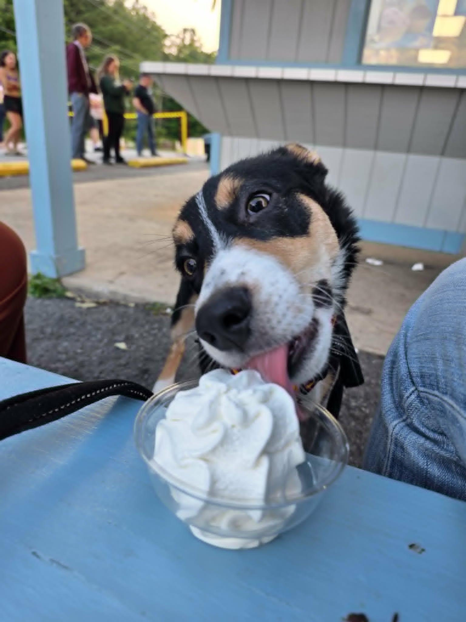 Lt. Dan, a ADOPTABLE mixed breed in Wurtsboro, NY image 3/6
