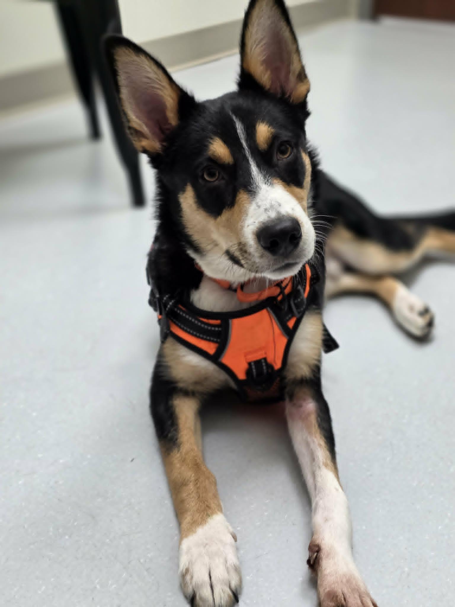 Lt. Dan, a ADOPTABLE mixed breed in Wurtsboro, NY image 2/6
