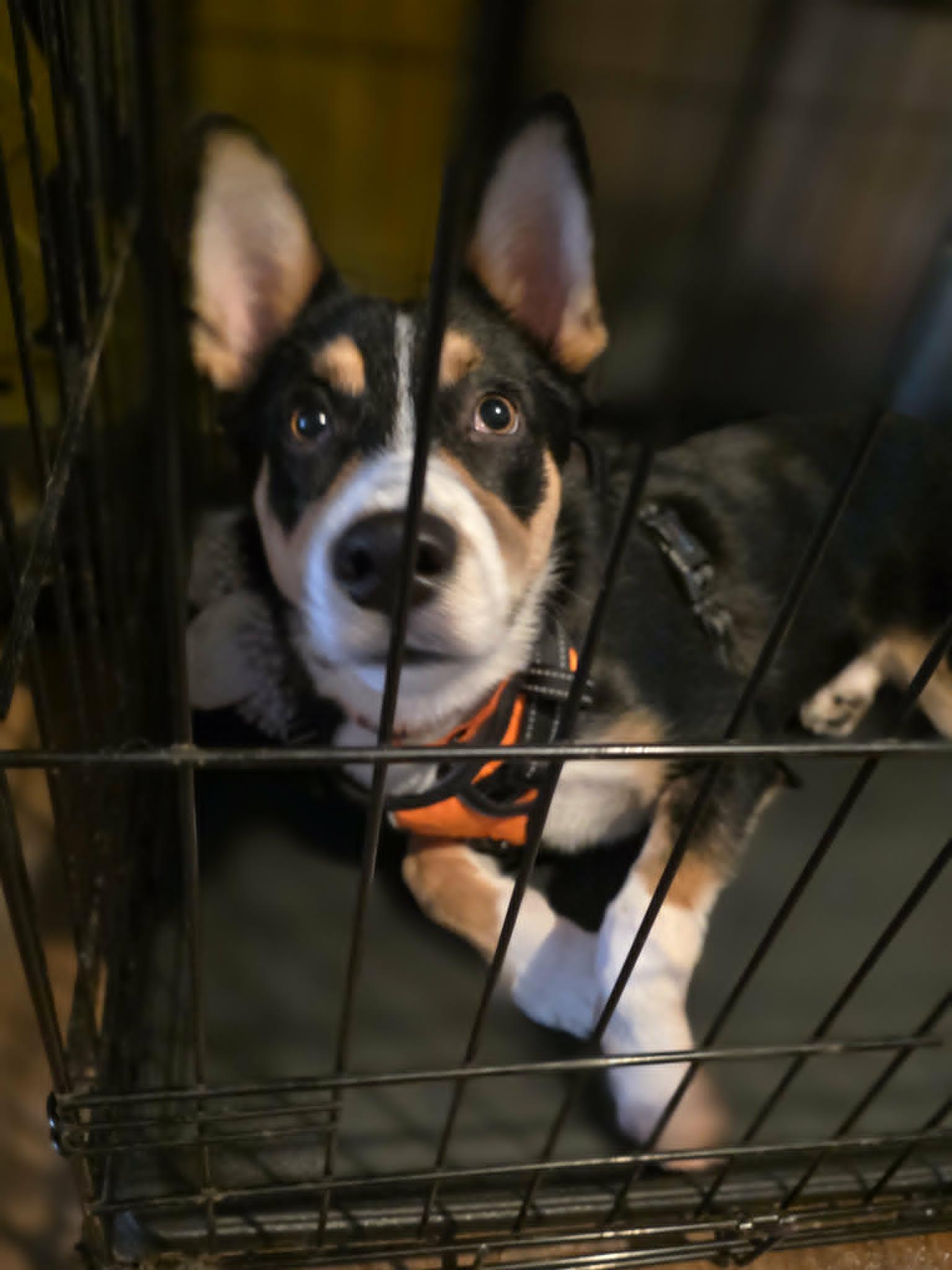 Lt. Dan, a ADOPTABLE mixed breed in Wurtsboro, NY image 6/6