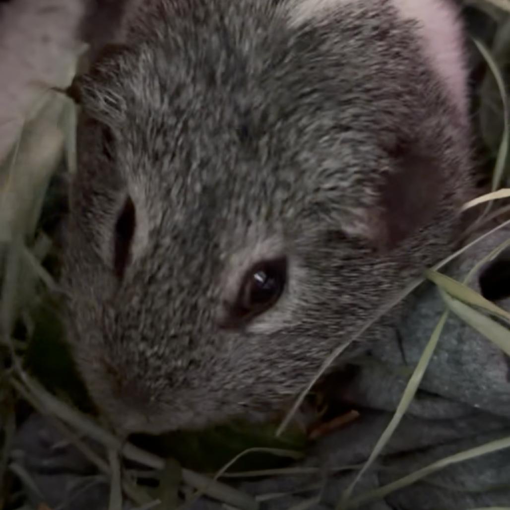 Isolde, Adoptable, Young Female Guinea Pig.