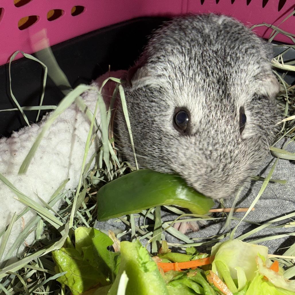 Enlarge Isolde, a Adoptable Guinea Pig in Las Vegas, NV image 2/4